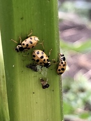 Hippodamia tredecimpunctata