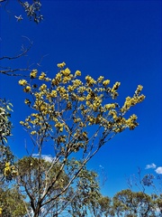 Acacia brachybotrya