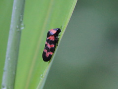 Cosmoscarta dimidiata