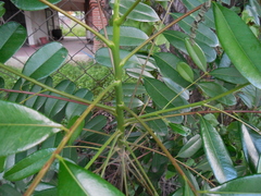 Simarouba amara