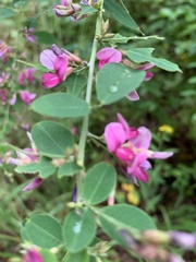 Lespedeza bicolor