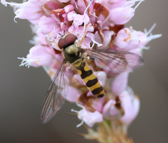 Meliscaeva cinctella