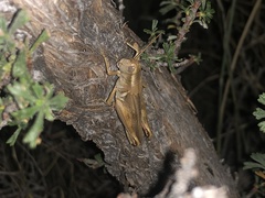Melanoplus packardii