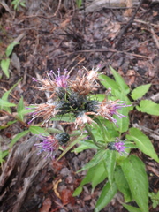 Saussurea pseudotilesii