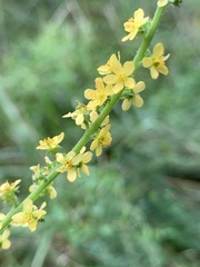 Agrimonia parviflora