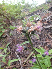 Saussurea pseudotilesii