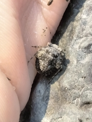 Gelastocoris oculatus