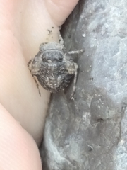 Gelastocoris oculatus