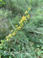 Agrimonia parviflora