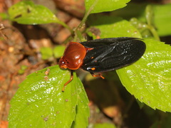 Suracarta basinotata