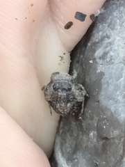 Gelastocoris oculatus