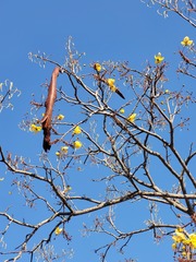 Cassia abbreviata