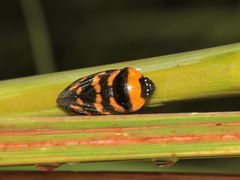 Cosmoscarta dimidiata