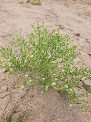 Lepidium englerianum