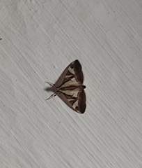 Agrioglypta itysalis