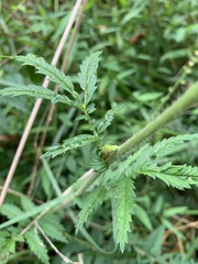 Agrimonia parviflora