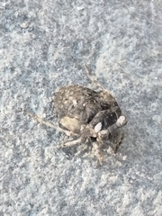 Gelastocoris oculatus