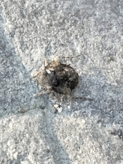 Gelastocoris oculatus