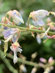 Desmodium perplexum