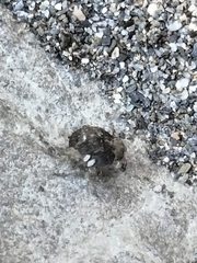 Gelastocoris oculatus