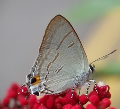 Hypolycaena erylus
