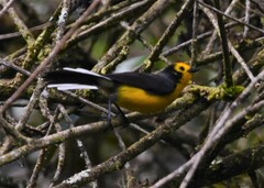 Myioborus ornatus