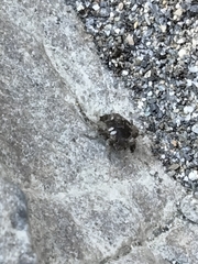 Gelastocoris oculatus