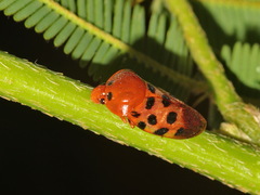 Cosmoscarta septempunctata