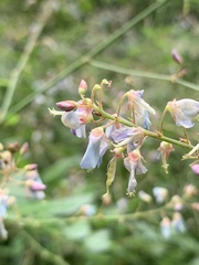 Desmodium perplexum