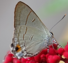 Hypolycaena erylus