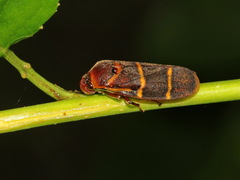 Phymatostetha stalii