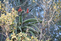 Aloe excelsa