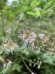 Desmodium perplexum