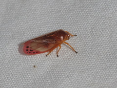 Eoscarta liternoides