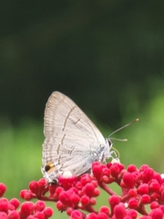 Hypolycaena erylus