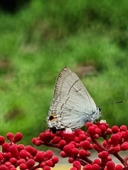 Hypolycaena erylus