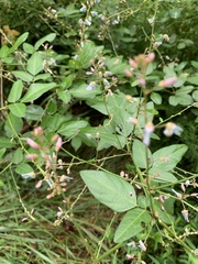 Desmodium perplexum