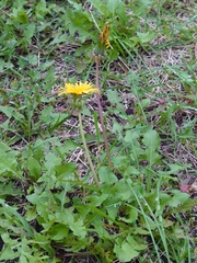 Taraxacum officinale