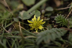 Oxygraphis polypetala