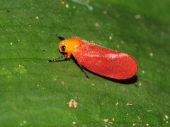 Eoscarta borealis