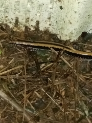 Eurycea guttolineata