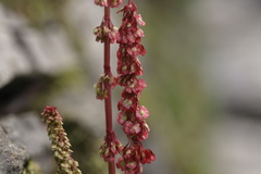 Oxyria digyna