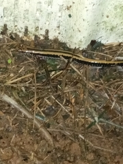 Eurycea guttolineata