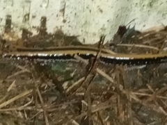 Eurycea guttolineata