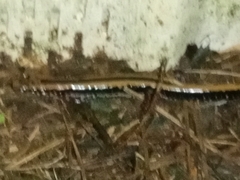 Eurycea guttolineata