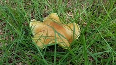 Lactifluus hygrophoroides