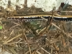 Eurycea guttolineata