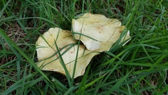 Lactifluus hygrophoroides