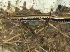 Eurycea guttolineata