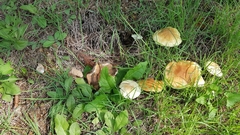 Lactifluus hygrophoroides